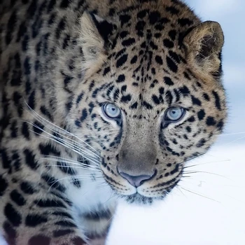 

Full Round 5D Diamond Painting"snow Leopard"Picture Of Rhinestones Embroidery Sale Diamond Mosaic Cross Stitch Home Decor BY1138