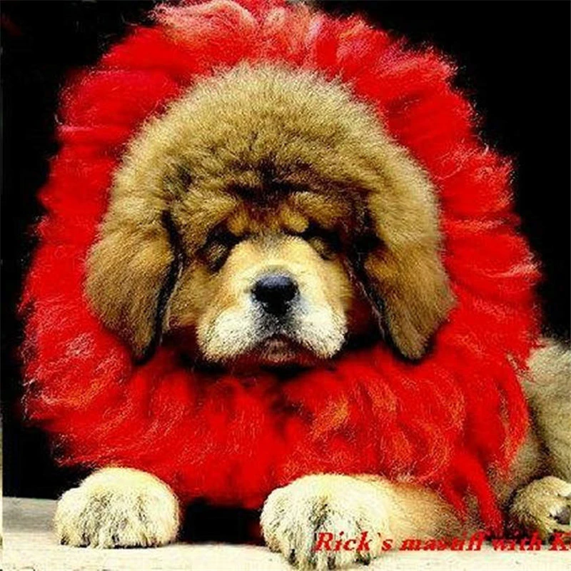 Are Chinese Tibetan Mastiff Legal In The Us