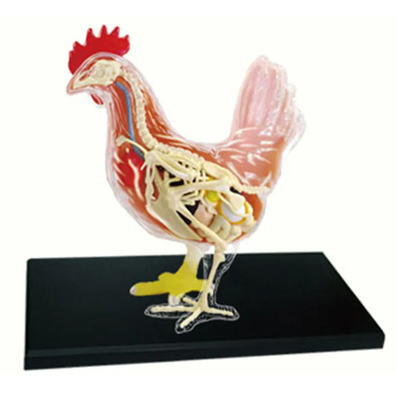 4D мастер обучающая собранная игрушка-симулятор животного куриный органный диссекционный фигурка модель Giocattolo X2564