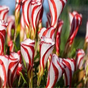 

Ngryise 50Pcs A Set Oxalis versicolor Bulb