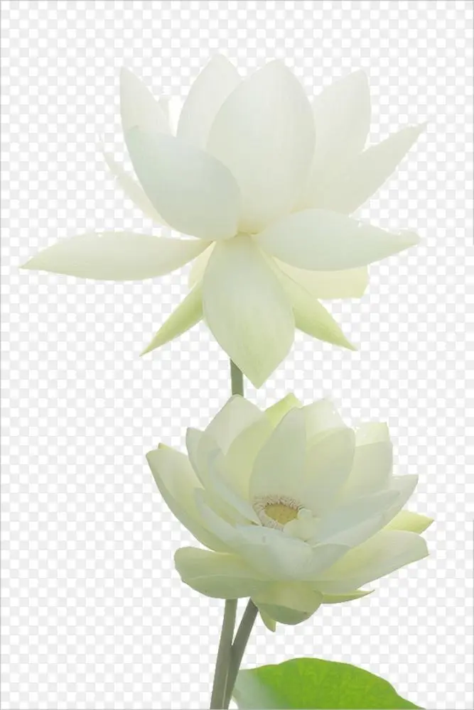 Nelumbo Nucifera荷塘埃及莲花白莲图片材料png图片素材免费下载 图片编号 Png素材网