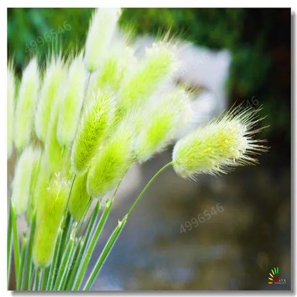 timg (4)