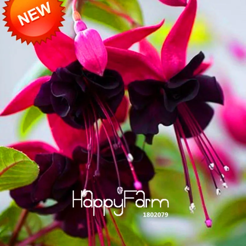 Новое поступление! фиолетовые двойные лепестки фуксии бонсай в горшках, цветы в горшках, цветы фуксии, 100 Флорес/партия,# HQ5X17