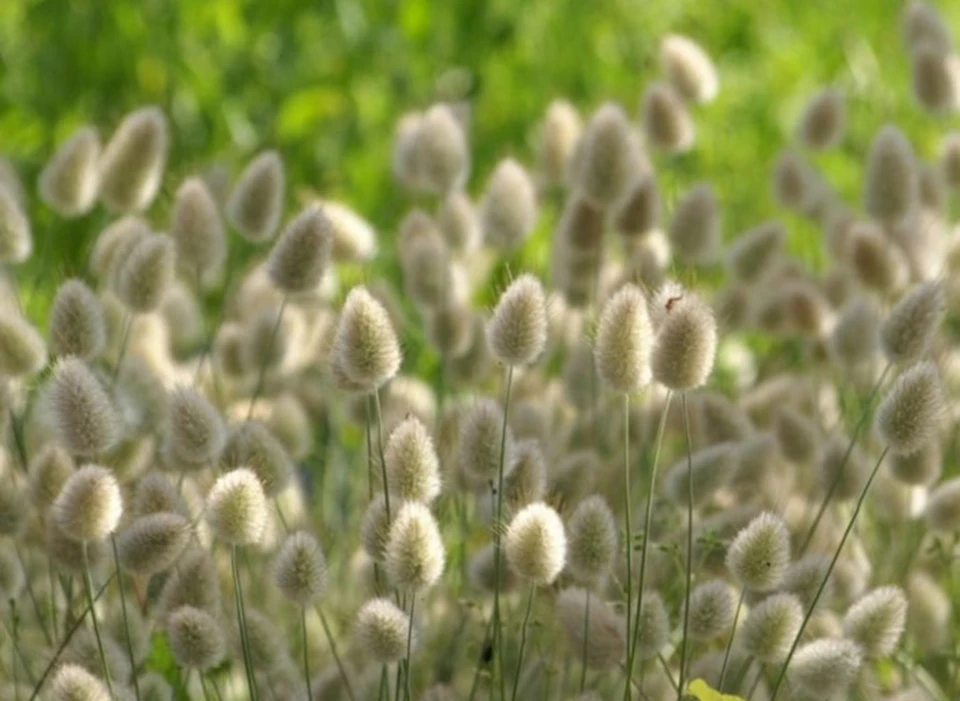 dried natural flower  (11)