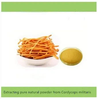 

High quality, extract pure natural extract powder from Cordyceps militaris, enhance immunity