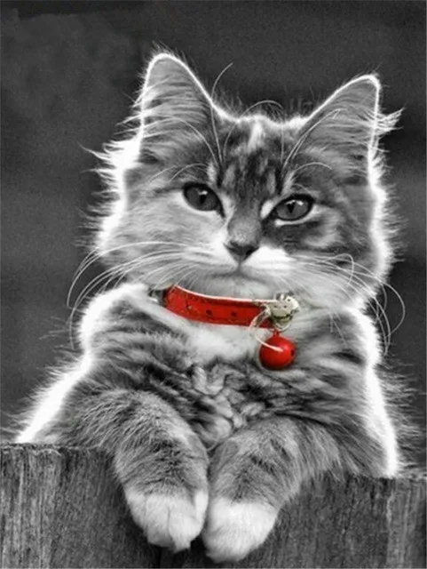 "ZOOYA Алмазная картина кошка Алмазная вышивка полная квадратная Картинка из страз Вышивка крестом Мозаика Бусины в форме животных искусство JQ71 - Цвет: JQ71-1