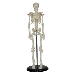 Modelo de esqueleto humano de 42CM/cuerpo entero pequeño, espécimen, ayuda para la enseñanza/enseñanza de higiene fisiológica
