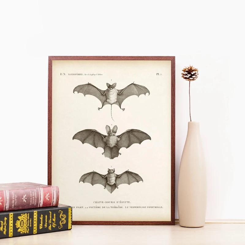Vintage Bat Print Halloween Painting Antique Animal Poster Wall Picture Home Decoration Kraft paper poster | Дом и сад