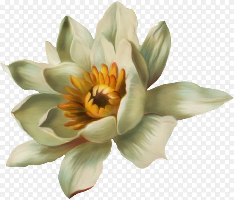 睡莲 睡莲 荷花 白莲花 睡莲 白莲 睡莲png图片素材免费下载 图片编号 Png素材网