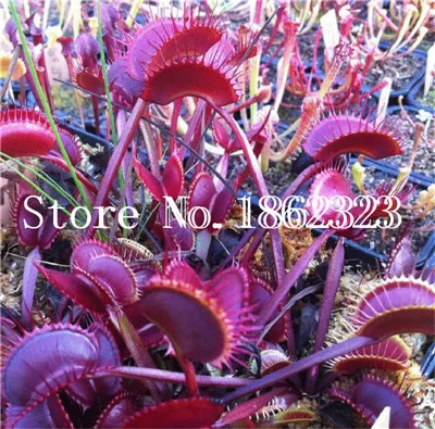 Распродажа! 100 шт насекомоядные растения в горшках Dionaea muscipola гигантский зажим Венера Flytrap бонсай плотоядное растение DIY домашний сад - Цвет: 23