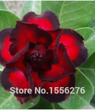 5 шт красочные Свежие Редкие Adenium Obesum Oo( натуральная - Цвет: Армейский зеленый