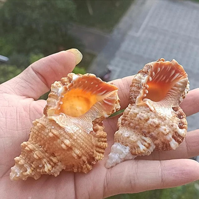 Large Natural Sea Shell Decoration