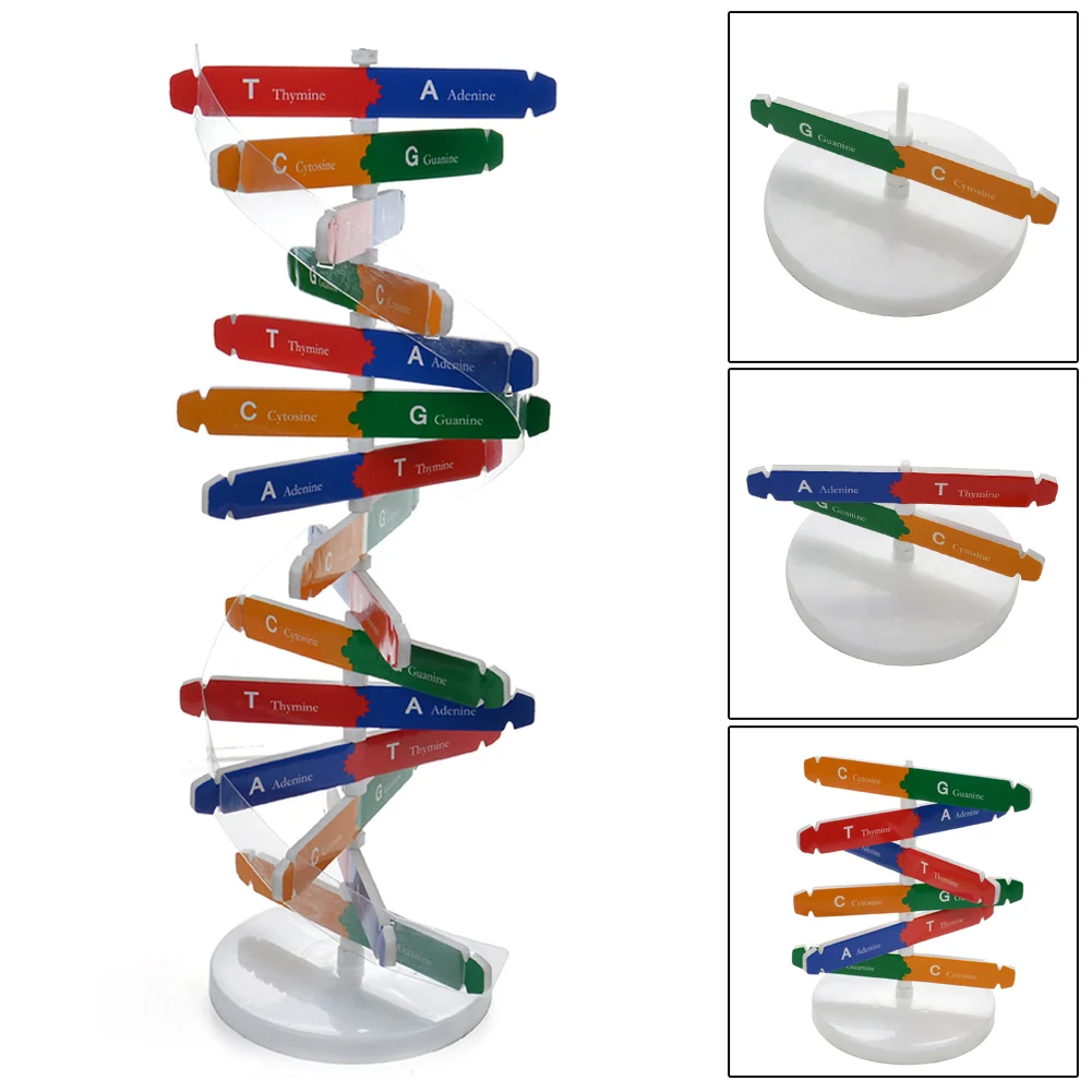 DIY DNA модель научный биологический эксперимент для детей DIY сборка обучающая игрушка FJ88