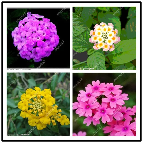 

50 Bonsai / Pack Lantana Camara Bonsai Multi Color Optional Rare Perennial Bonsai Flower Bonsai Plant For Home Garden