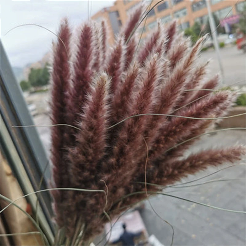 

Dekoration Dried Small Pampas Grass Phragmites Communis Decoration for Home Store Wedding Natural Bulrush Pampas Dried Flowers