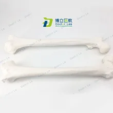 Modèle de squelette humain à Surface réaliste grandeur nature, pour l'éducation des patients et la formation des étudiants