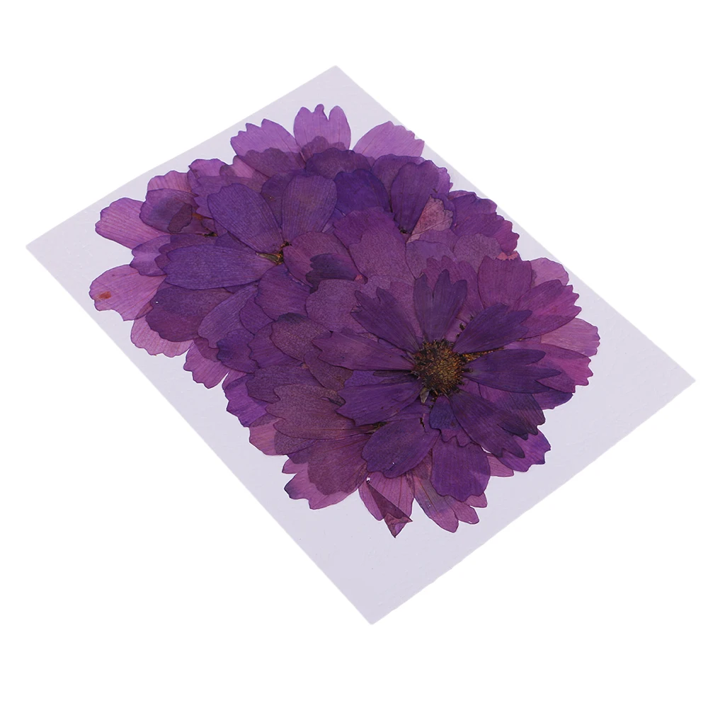 20pcs Pressed Real Dried Flower Purple Coreopsis Jewelry Making Accessories for Candle Making DIY Craft Resin Casting Ornament
