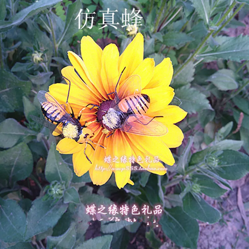 昆虫5_800