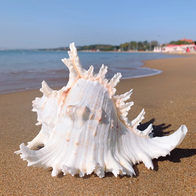 O1CN01v1cW7h1Uqe3nqTox7_!!1047672569