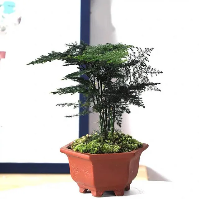 Piros Agyag Lélegző Virágcserép -Kerámia Zamatos Növényi Edény Váza Bonsai Ültetvényes Virágtartály Nappali Erkély Lakberendezés - Image 6