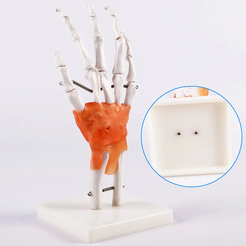 Medical Science Education Student Training Tools Advanced PVC Natural Size Hand Joint Model with Ligament BIX-A1030