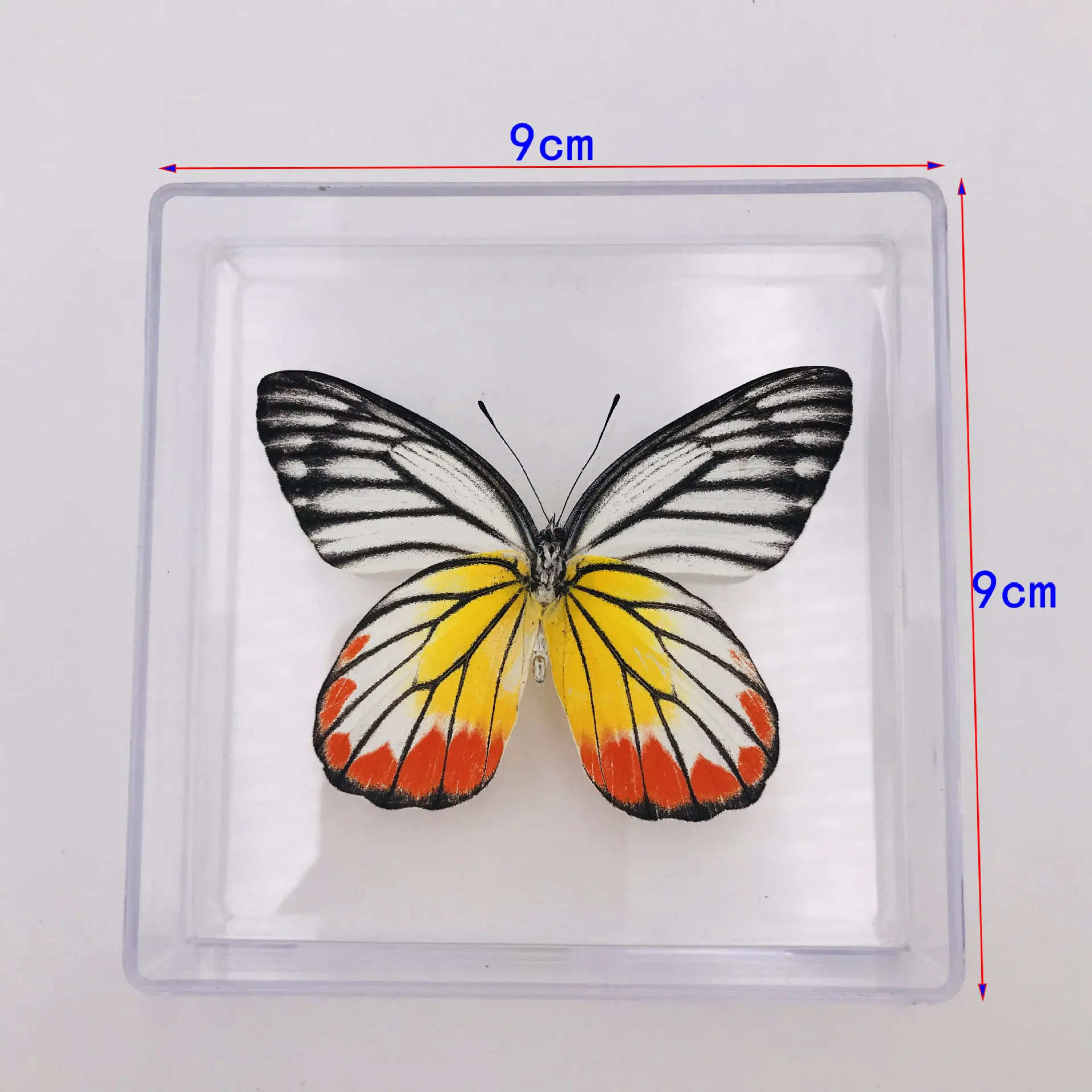 

Zhan chi ban Material Specimen Box Tool Kit Material Needle Butterfly Specimen for Making Insect Butterfly Fairy Handmade DIY