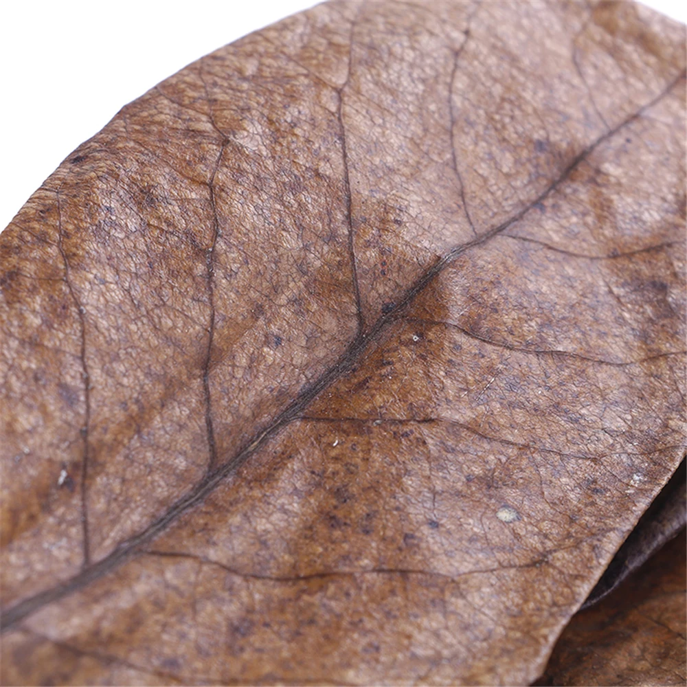 20Pcs Indian Almond Leaves For Aquarium Acid Reduction Softened & Purified Water Quality Natural Fish Tank Catappa Leaves