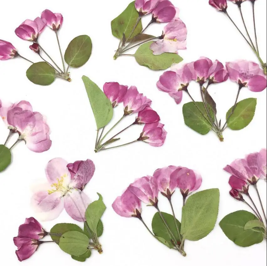 

30pcs Side Pressed Dried Skura Flower Stalks Plant Herbarium For Jewelry Postcard Invitation Card Phone Case Bookmark Making DIY