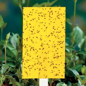 

Strong Flies Traps Yellow Board Double Side Orchard Aphids Bugs Sticky Board Convenient 20pcs Fungus Outdoor Economic