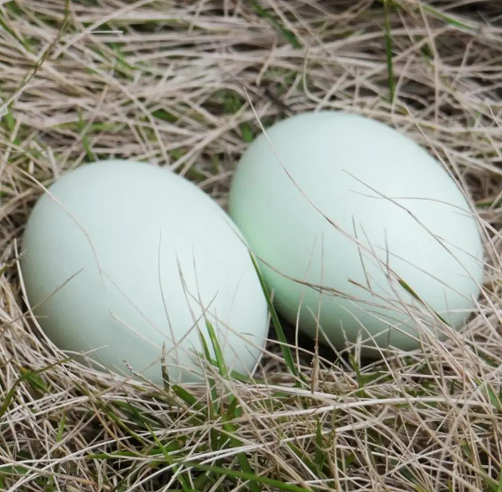 2 шт. хорошее качество прекрасный творческий Деревянный DIY картина яйцо DIY креативное пасхальное яйцо Моделирование детей раннего образования игрушка - Цвет: green