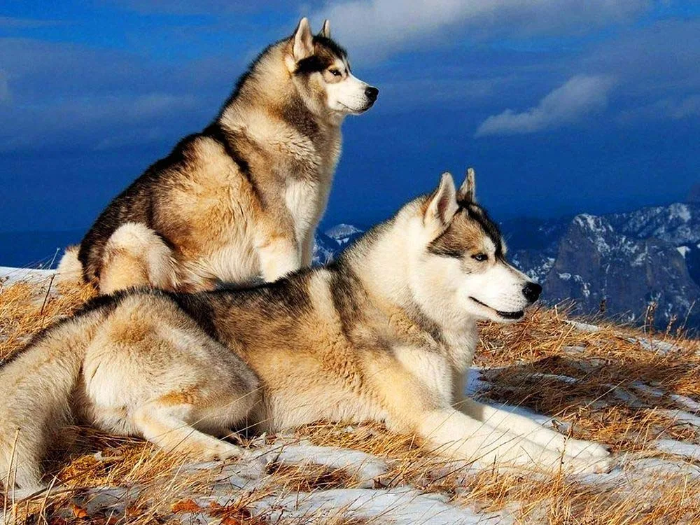 Животные, кошки, Сова, Лев, павлин, волк, новинка, сделай сам, кристалл, полная дрель, квадратная 5D алмазная живопись, Набор для вышивки крестиком, мозаика, круглые стразы - Цвет: Wolf