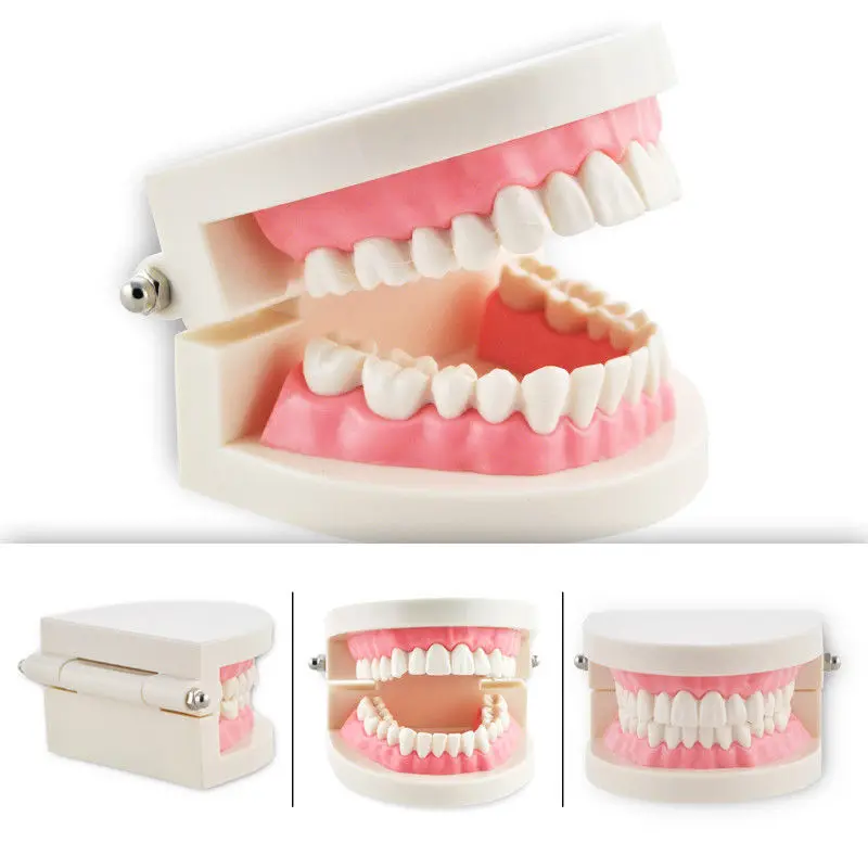 Продвижение стоматологический стоматолог телесный розовый десны Стандартный зуб обучающая модель