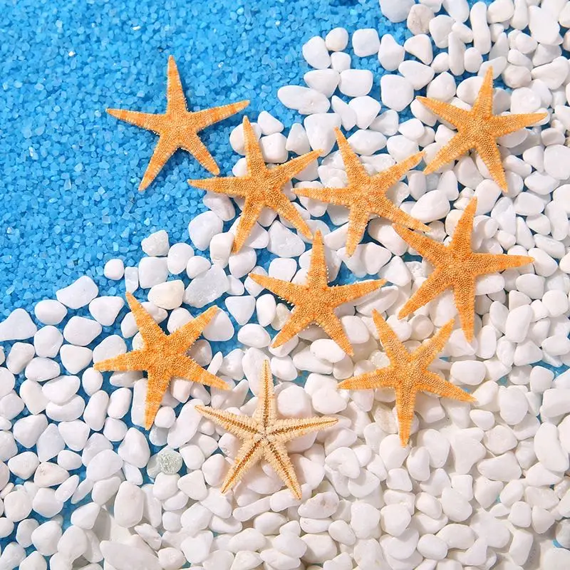 Natural Shell Ornaments Resin Starfish Ornaments Mini Real Starfish Craft Decoration Natural Sea Stars DIY Beach Cottage Wedding Decor sea shells party sea conch