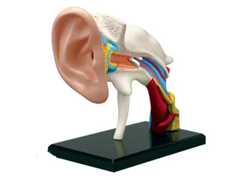 

master puzzle Assembling toy human body organ anatomical model medical teaching model Ear canal 4d