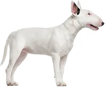 

Dinghy Tuzik warm overalls Bull Terrier dog