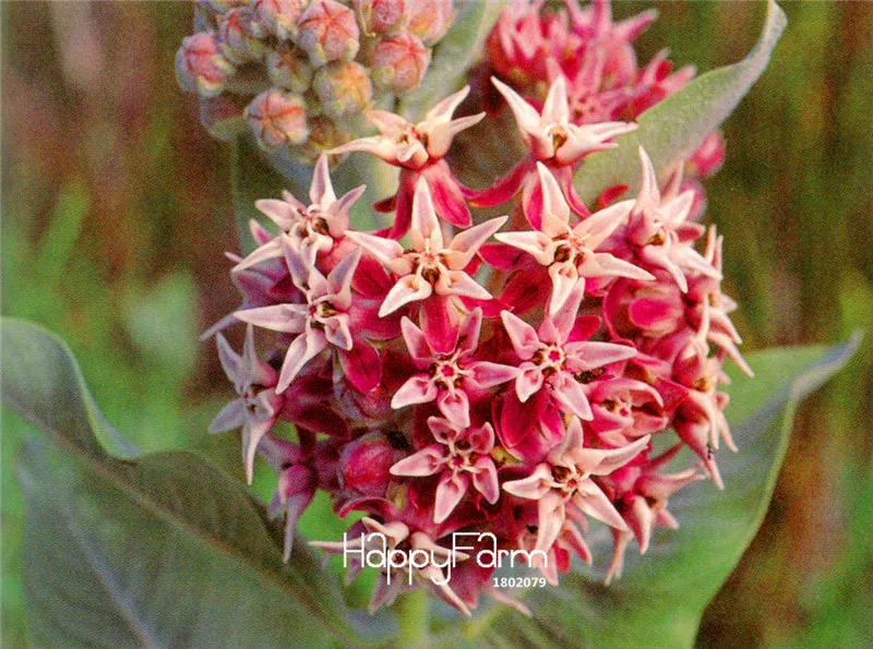 Не упустите предложение! 100 шт много эффектных молочных сорняков, Asclepias speciosa завод, прекрасный бонсай редкий цветок Флорес для домашнего сада