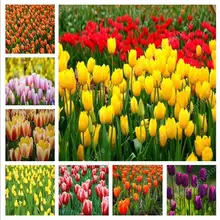 Горячее предложение! Распродажа! 500 шт тюльпан бонсай сортов Радужный тюльпан высококачественный цветок Свадебные украшения для садовые цветы, растения символизируют любовь