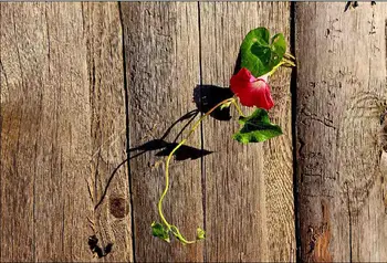 

Vinyl Custom Photography Backdrops Prop Wood Planks theme Photo Studio Background FG19607-912166