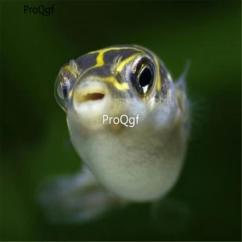 

Ngryise 1Pcs A Set puffer fishes