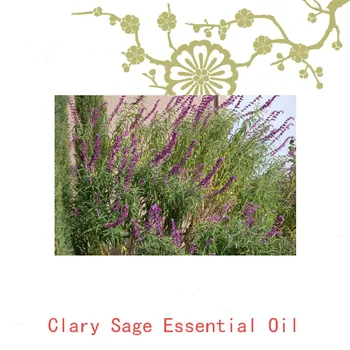 

Clary Sage Essential Oil Help Sleep Relieve Stress for Humidifier Fragrance Lamp Air Freshening Aromatherapy Essential Oils