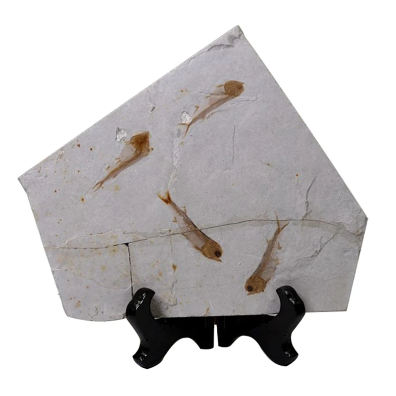 

Fish Fossil Real From Western Liaoning China Lycopter 150 Million Years Ago