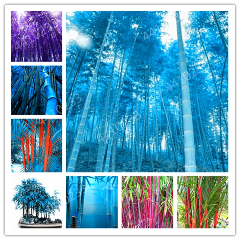 

Hot sale! 120 PCS Many colors Bamboo Phyllostachys Pubescens Rare Giant Bamboo bonsai Bambusa Lako Tree For Home Garden Plant