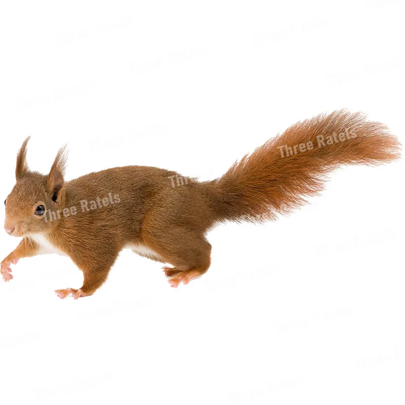 Three Ratels QD115 Witty and lovely little squirrel HD animal sticker kid's bedroom decoration glow in the dark stickers wall stickers self adhesive wall stickers vinyl stickers vinyl wall stickers self adhesive stickers chalkboard wall stickers chalkboard stickers