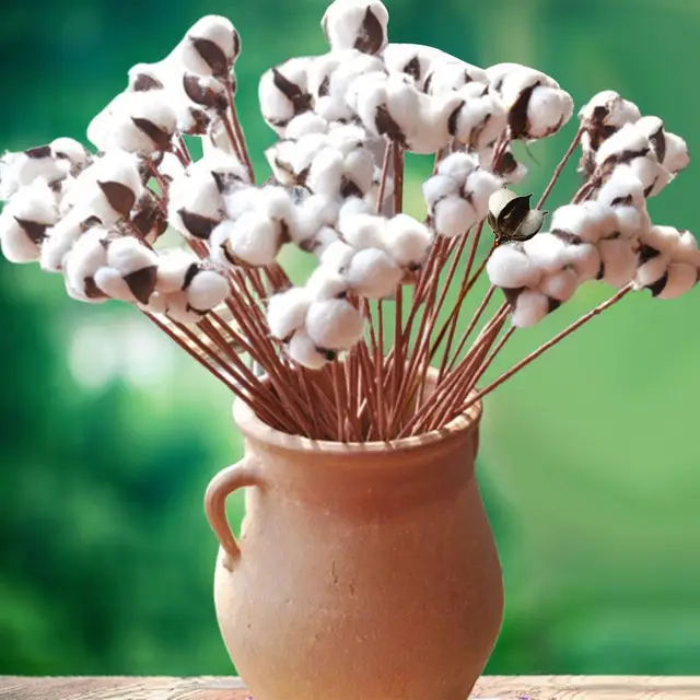 Batuffoli Di Cotone Naturali - 30 Pezzi Essiccati Per Decorazioni Fai Da Te, Stile Fattoria - Foto 5