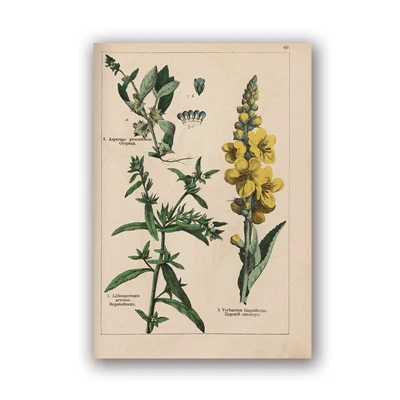 Botanical коллекция винтажные плакаты и принты травы 1898s русский язык стены искусства картины холст живопись Домашний Декор стены - Цвет: PH5984