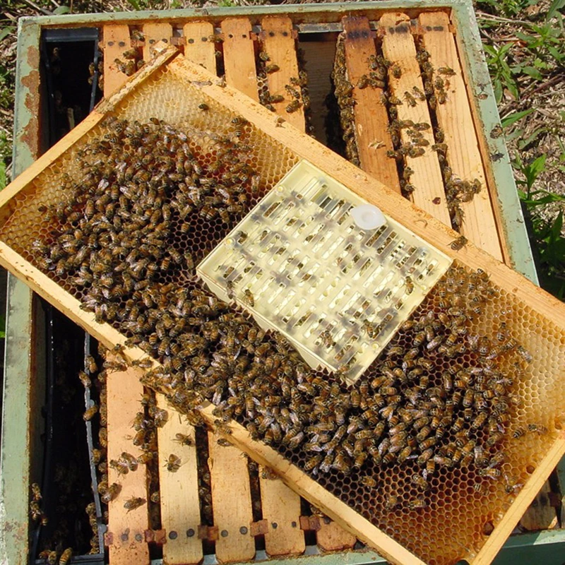 Королева разведение пчел ячейка Cupkit Коробка Чехол оборудование для пчеловодства Пчеловодство система пчеловодства Nicot клетка Пасека садовые инструменты