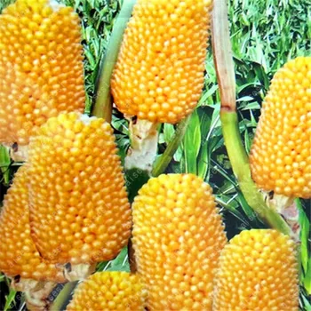 

Plant Flower Bath Salts Vegetables Pineapple corn Essence 100Pcs XZZ-74