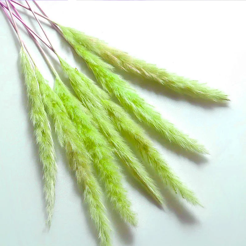15 шт./упаковка сушеные небольшие пампасы трава Phragmites украшения для дома, отеля, свадьбы FPing