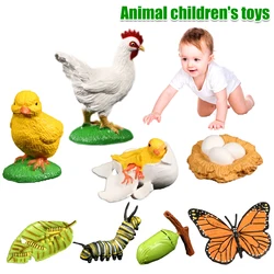Simulatie dieren groei ciclus vlinder kip levenscyclus estatueta resina modellen boneca de ação kinderen speelgoed ciclo crescimento brinquedos