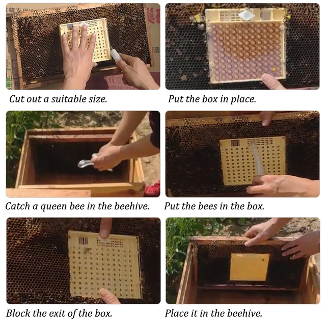 1 Bee Queen Nevelő Celláspohárkészlet-Berendezés Apikultúra Rendszer Méh Queen-Lee Db Tenyésztő Doboz És 120 Cella Csészék Termesztése - Image 3